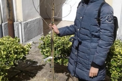 9 mazro 2019 - Greta Giordano e l'albero in Memoria di Irena Sendler