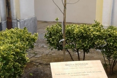 Un albero per Irena Sendler (Campagna)