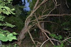 L'abero nel giardino di casa di Jadwiga Piotrowska